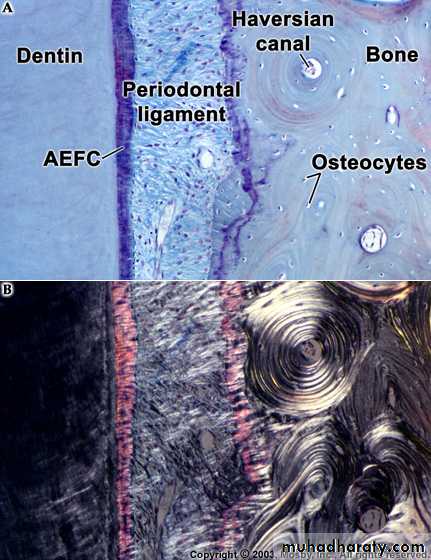 Oral histology
