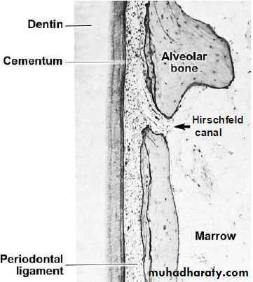 Oral histology
