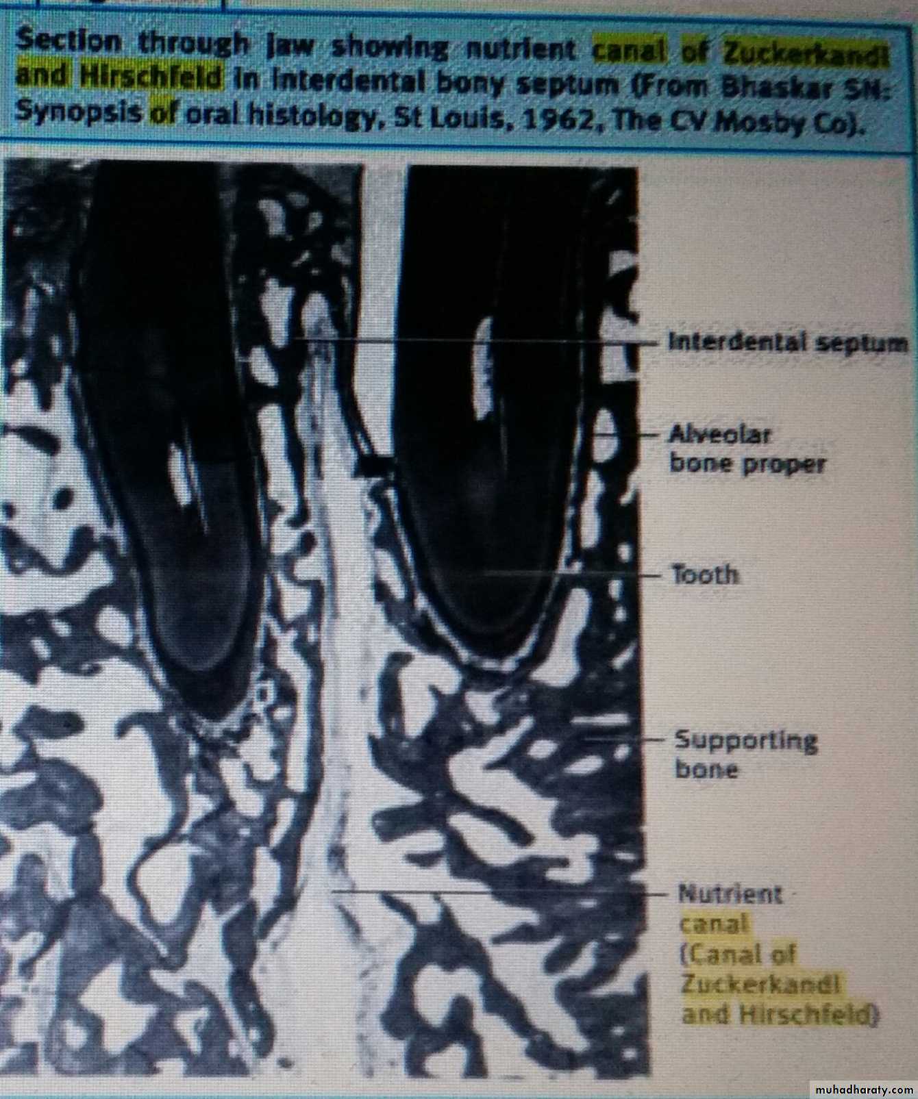 Oral histology