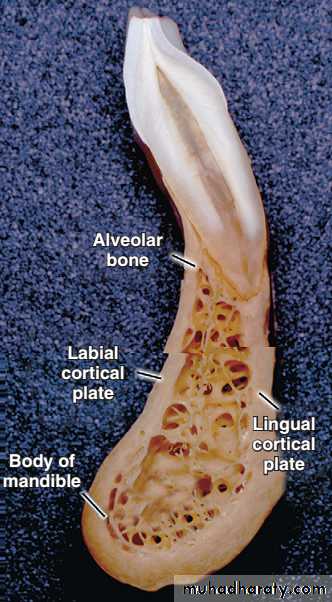 Oral histology