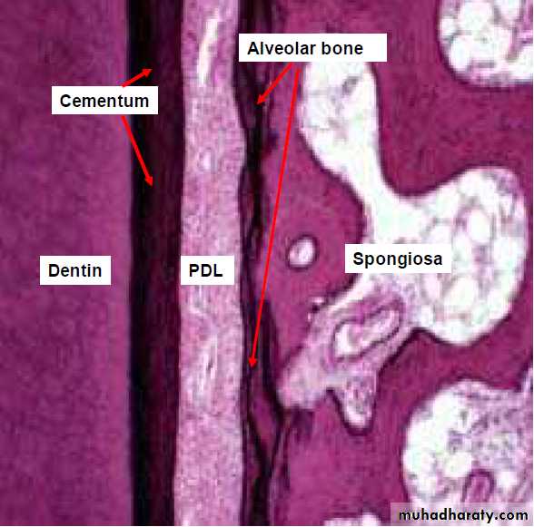 Oral histology
