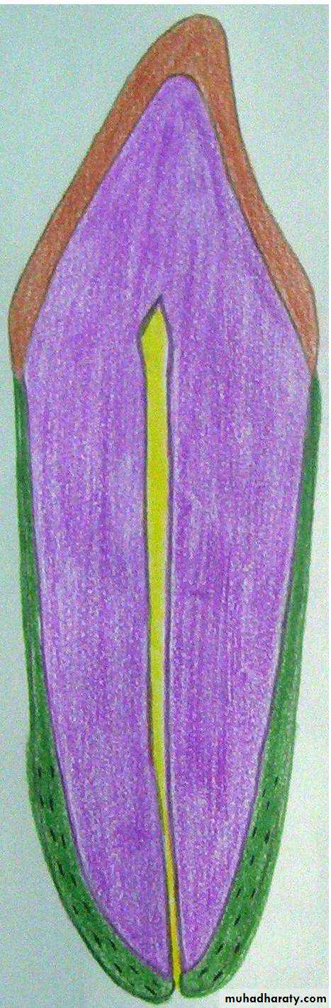 Oral histology