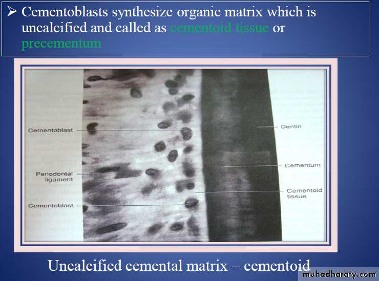 Oral histology