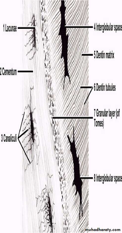 Oral histology