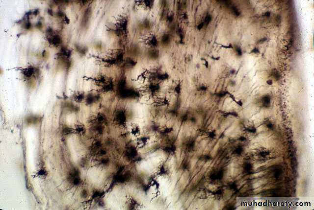 Oral histology