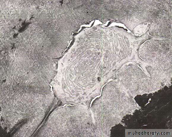 Oral histology