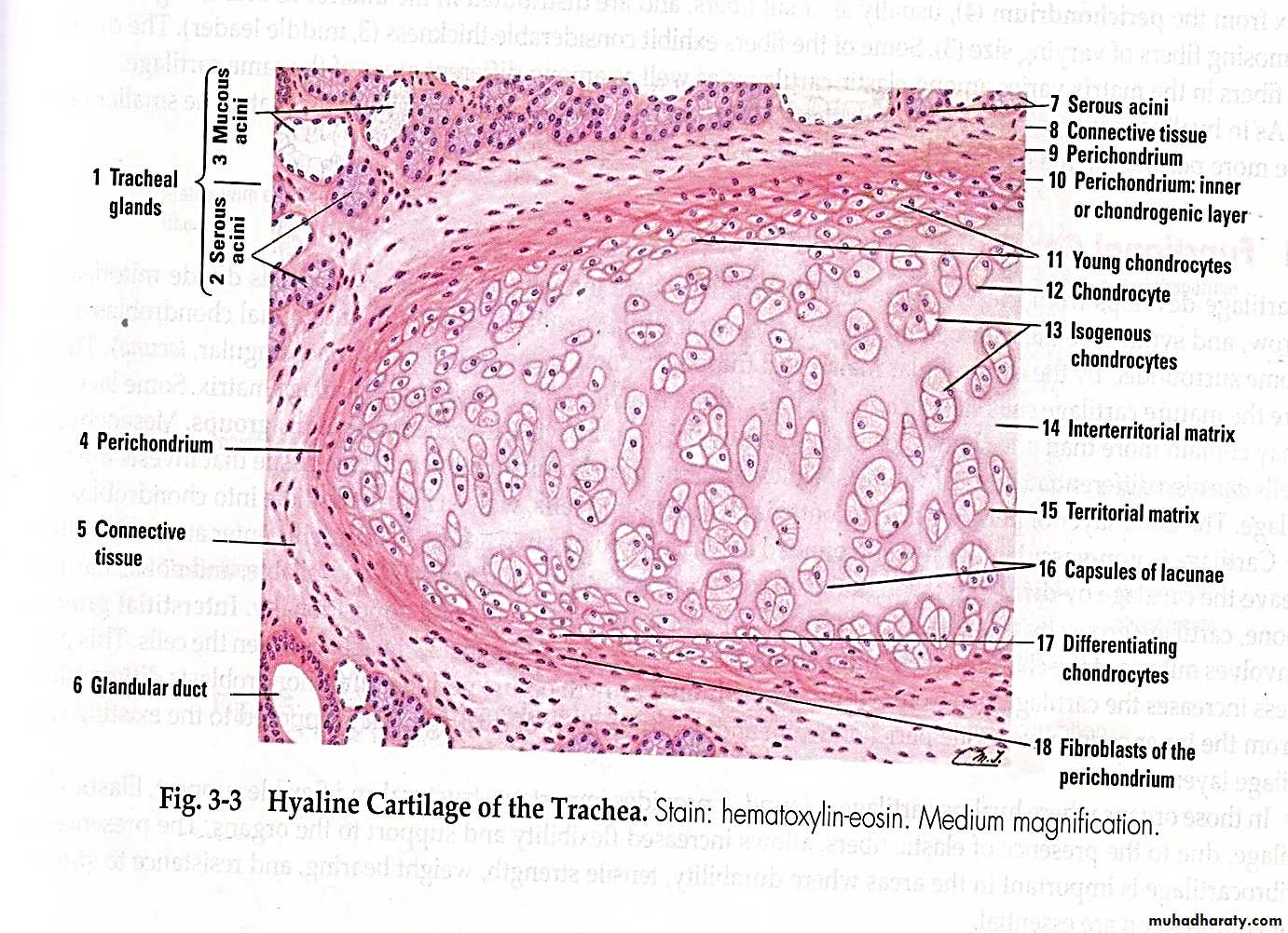 Connective tissue lec.6