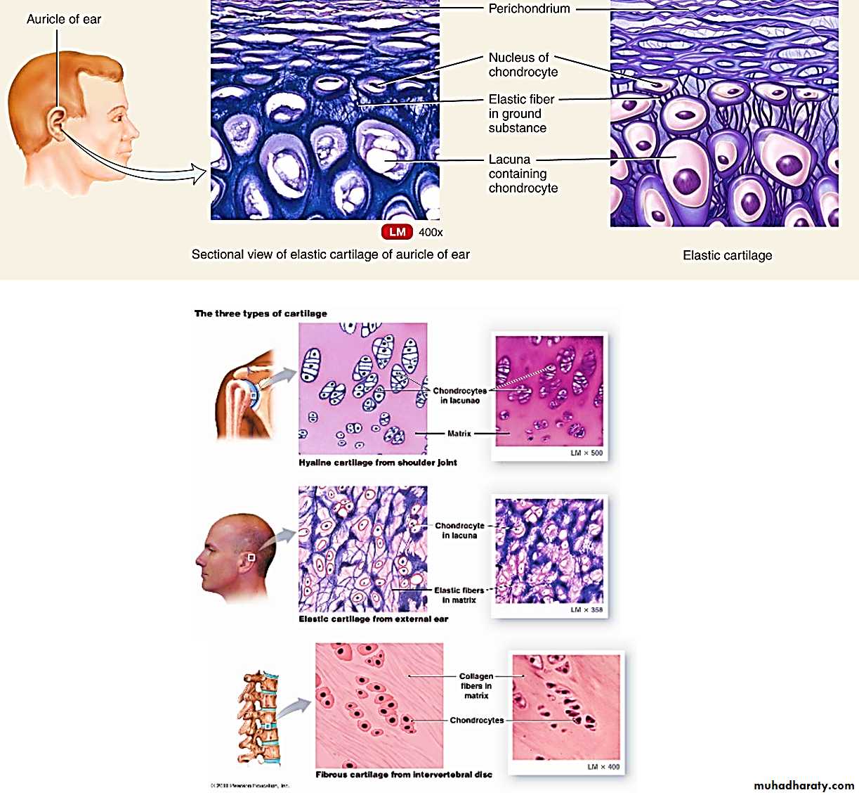 Connective tissue lec.6