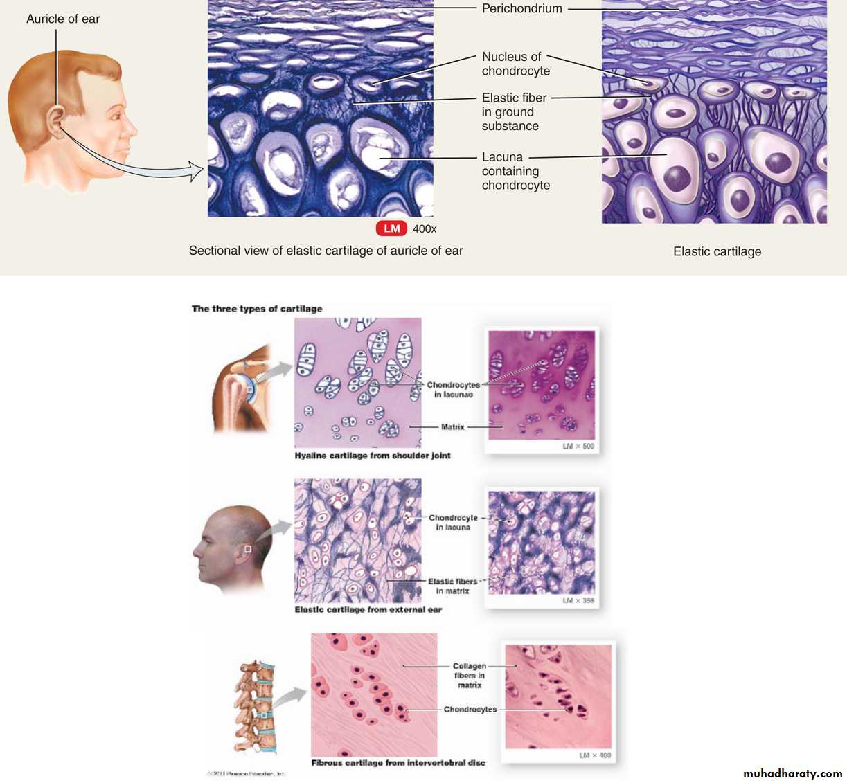Connective tissue lec.6