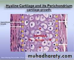 Connective tissue lec.6