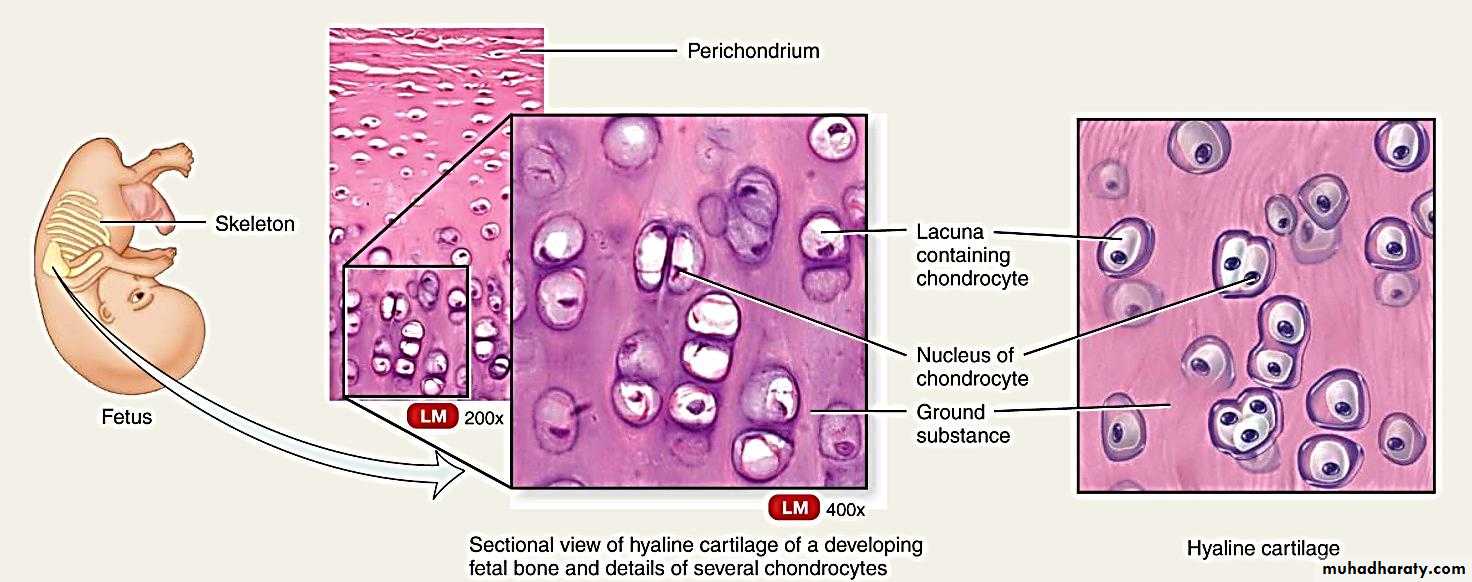 Connective tissue lec.6