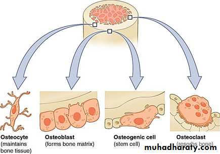 Connective tissue lec.7
