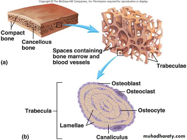 Connective tissue lec.7