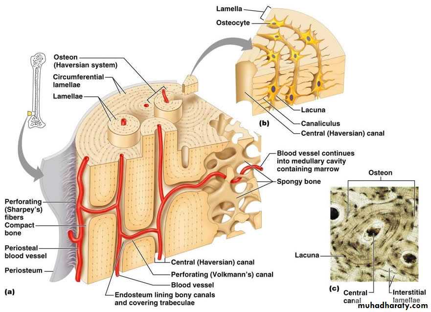 Connective tissue lec.7