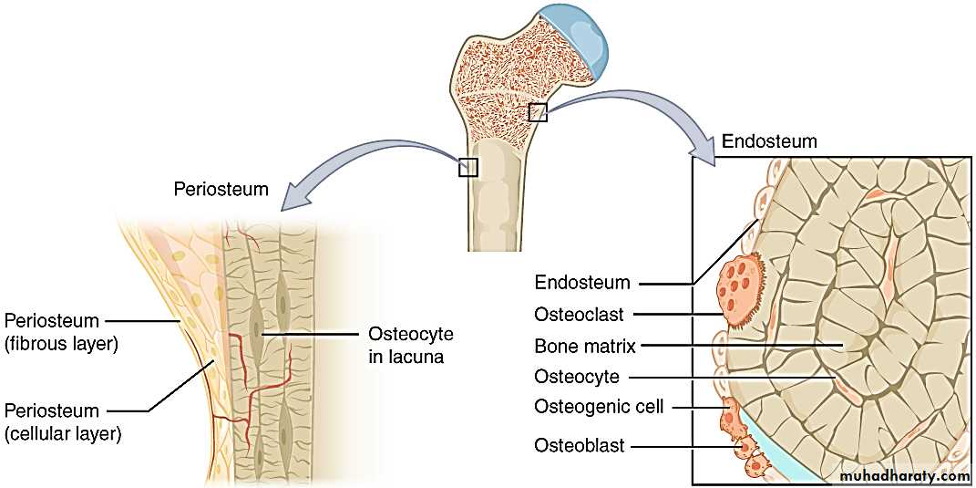 Connective tissue lec.7