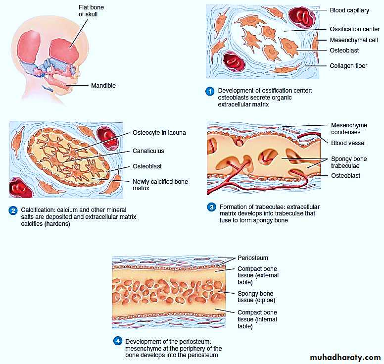Connective tissue lec.8