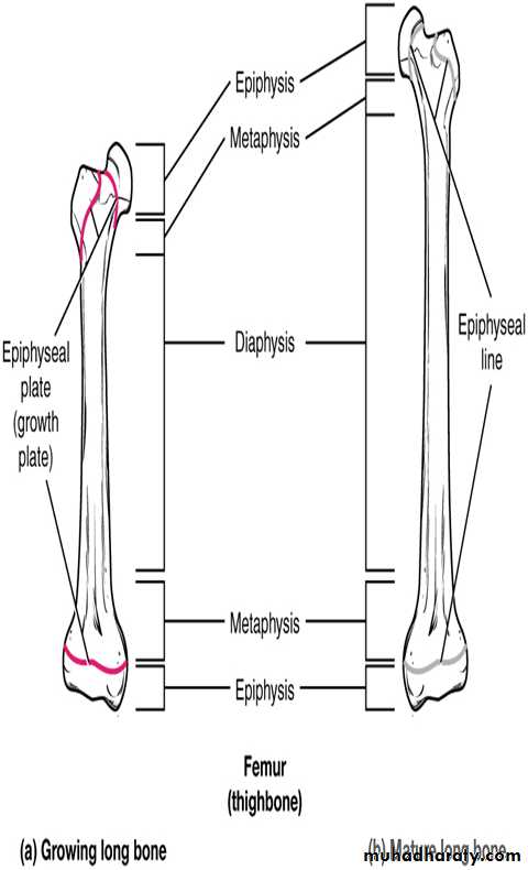 Connective tissue lec.8