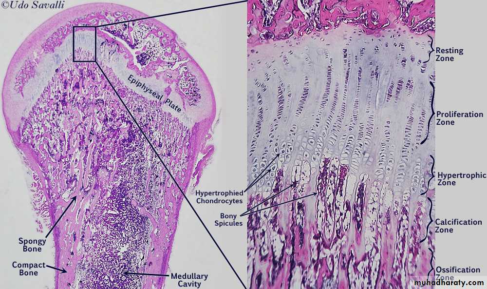 Connective tissue lec.8