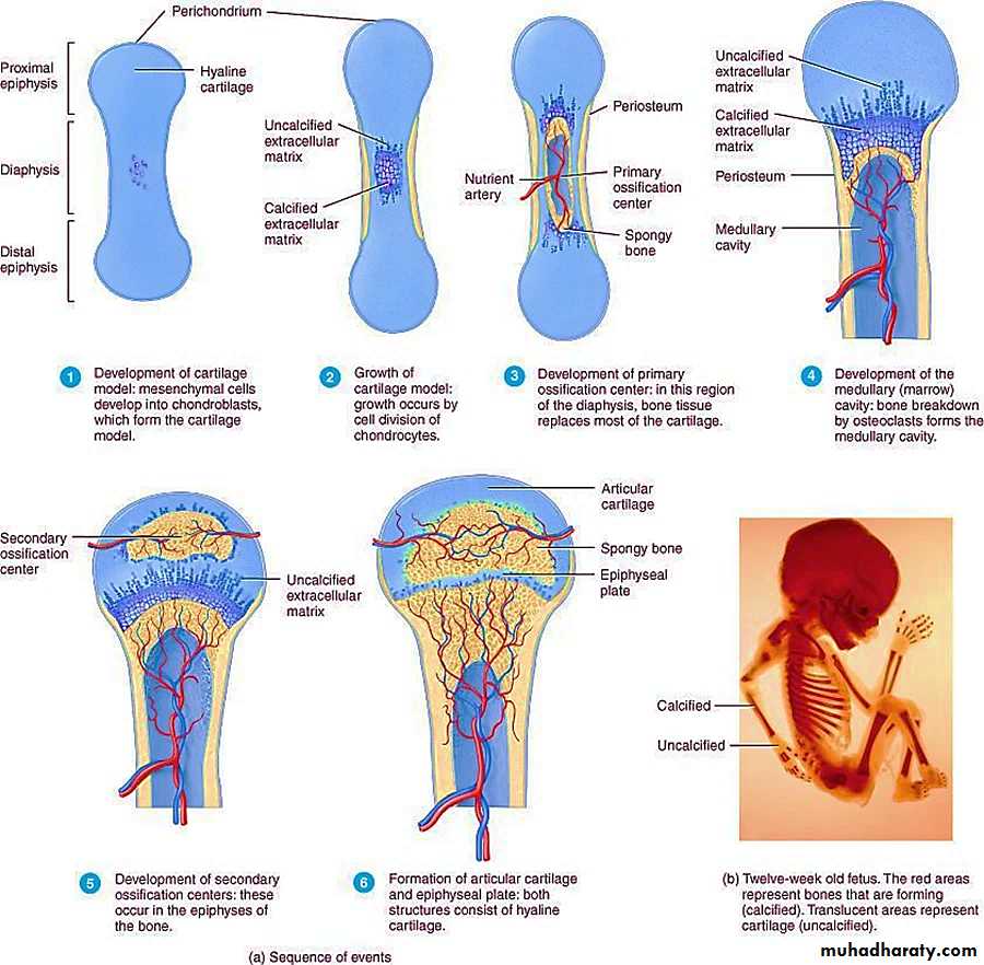 Connective tissue lec.8
