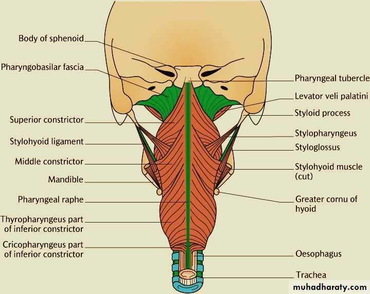 the head