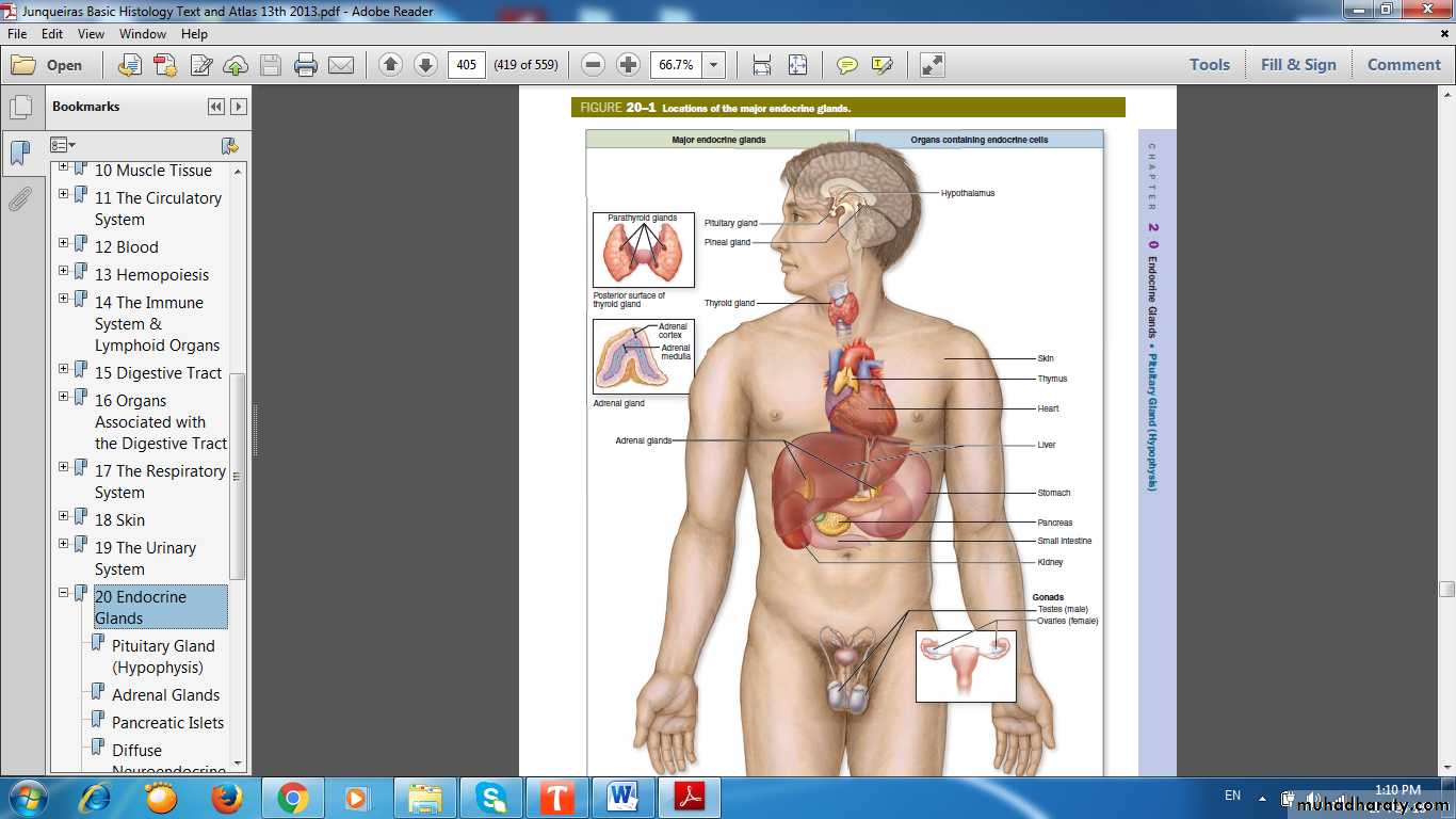 Endocrine histology