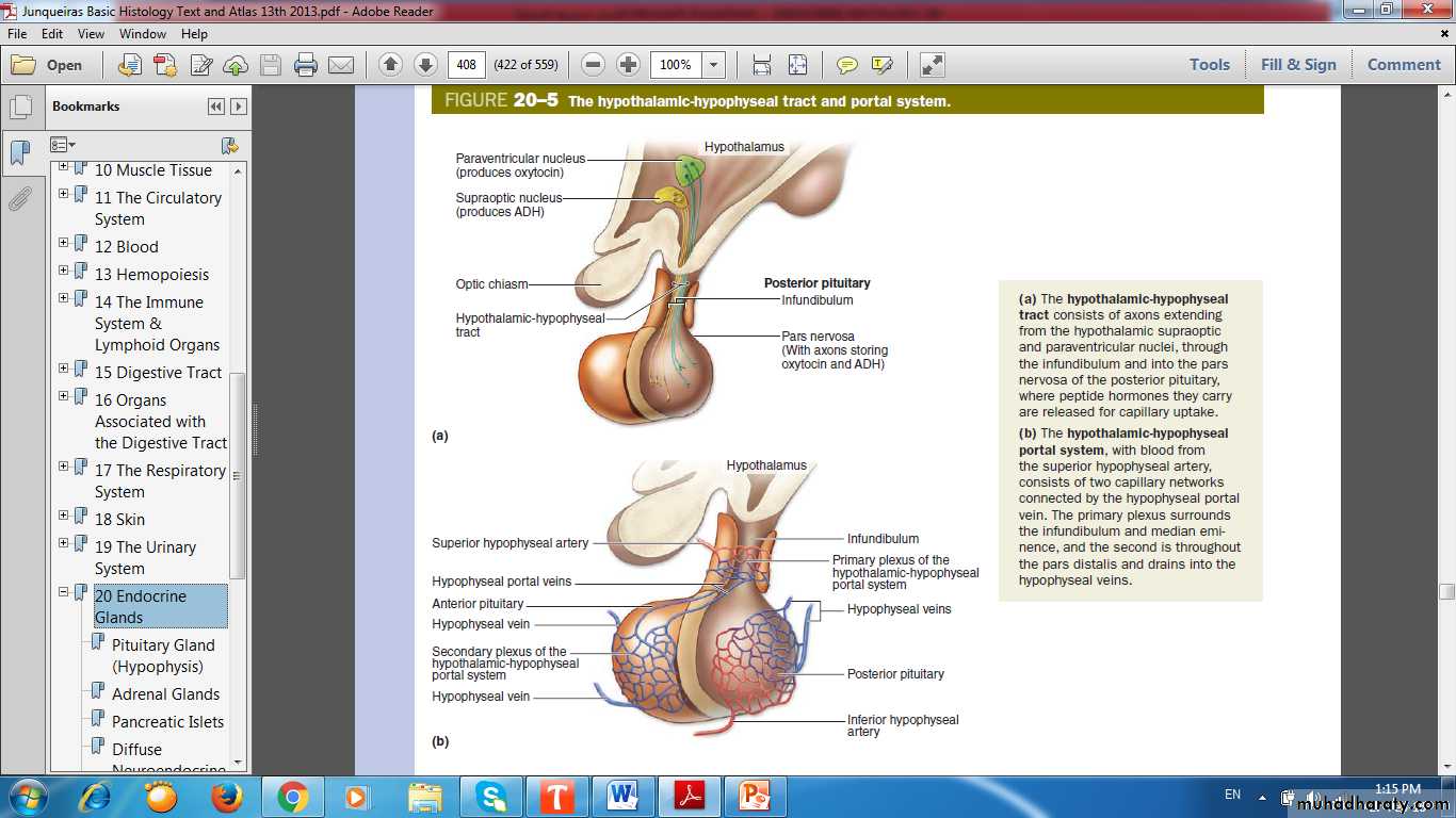 Endocrine histology