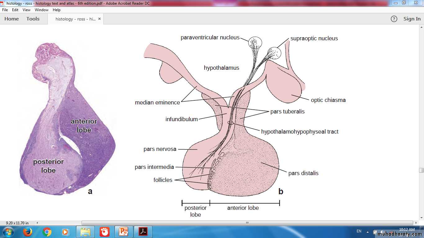 Endocrine histology
