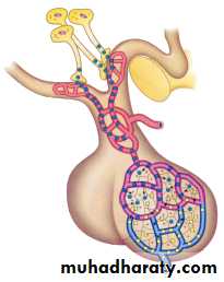 Endocrine histology
