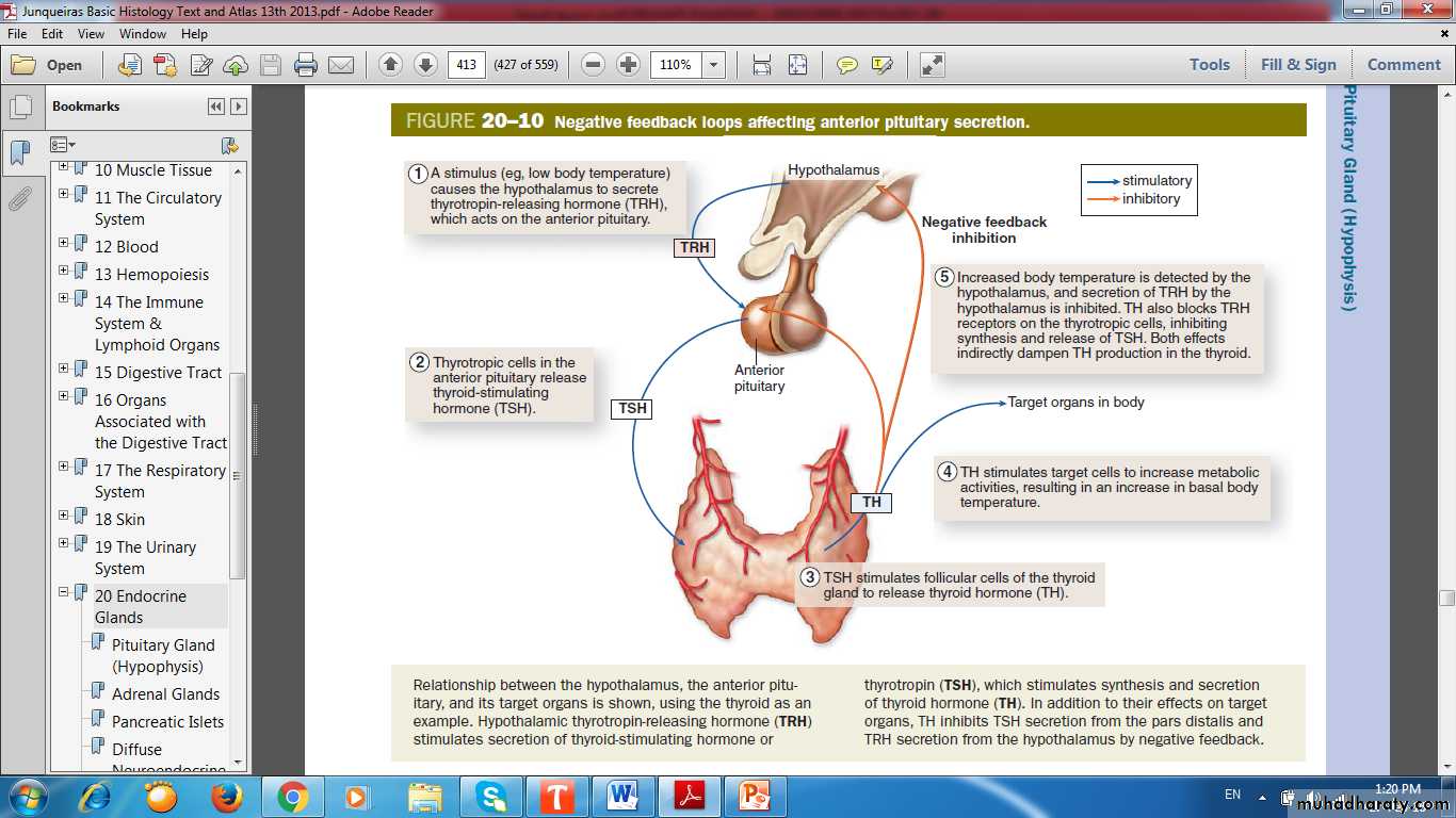 Endocrine histology