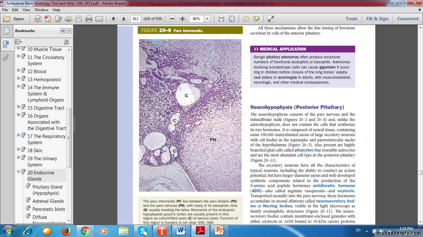 Endocrine histology