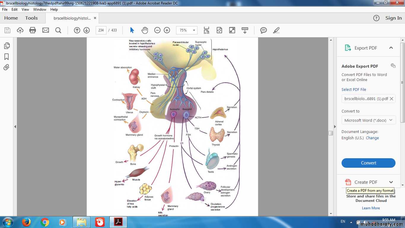 Endocrine histology