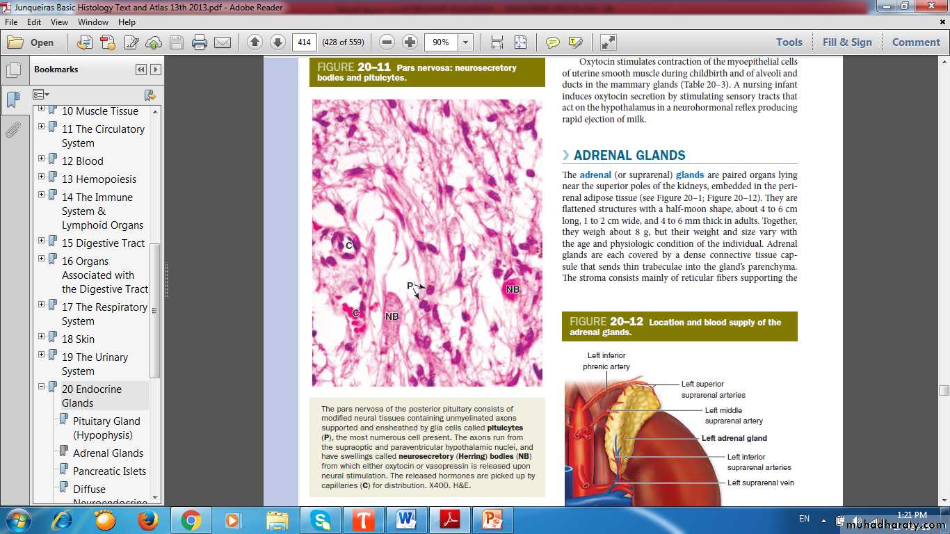Endocrine histology