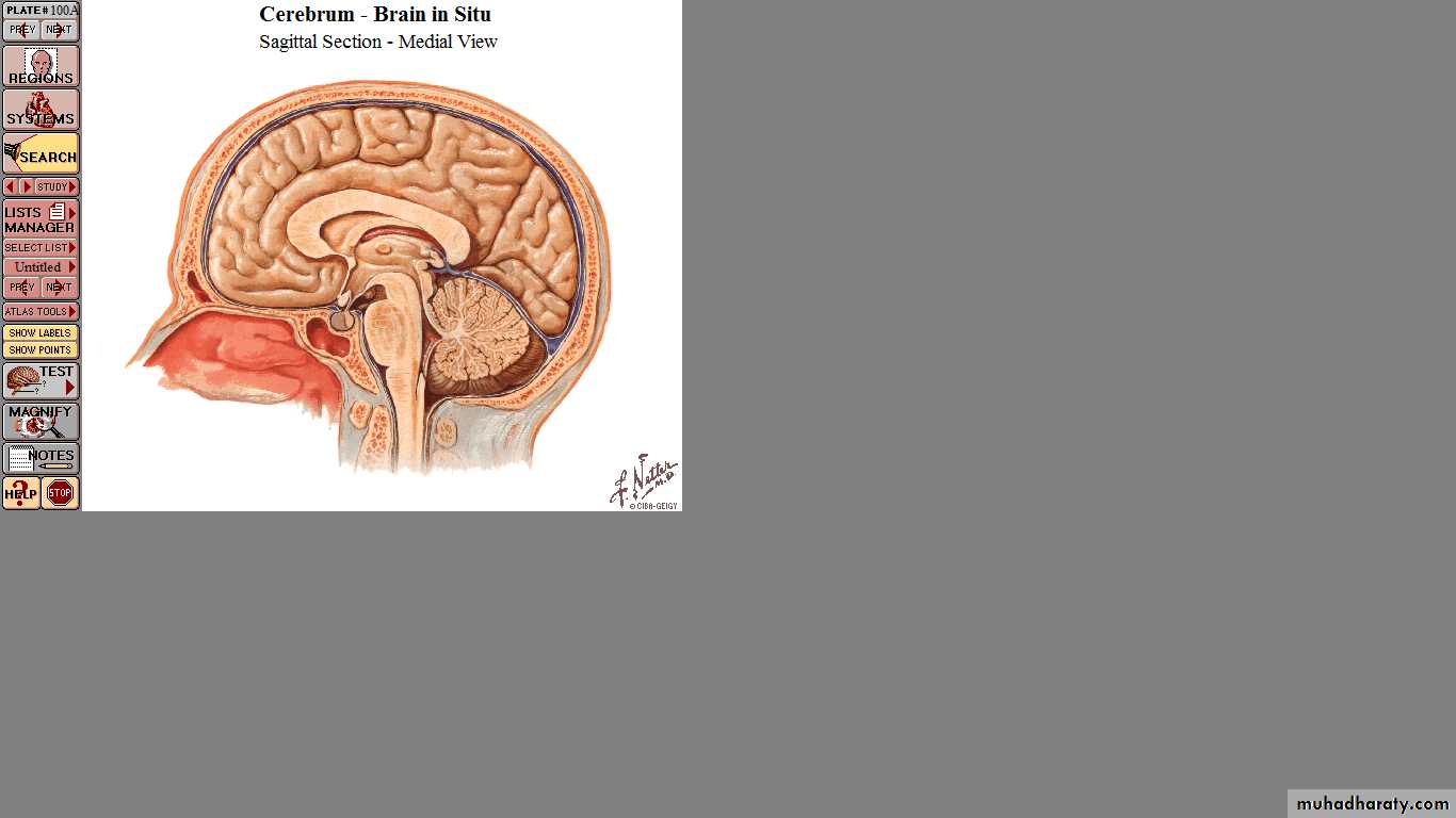 Endocrine histology