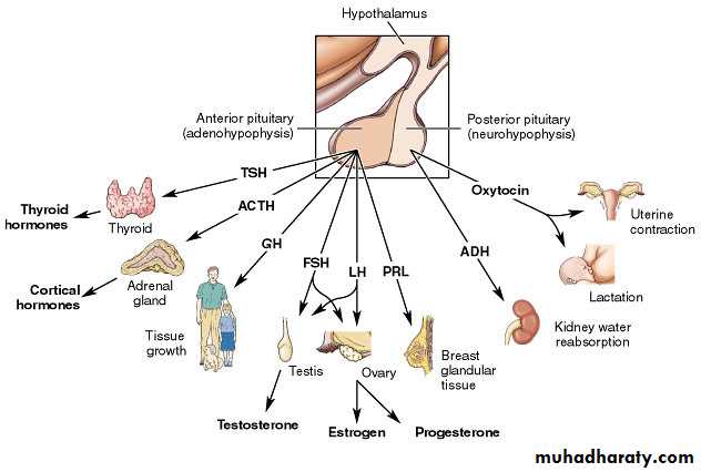 Endocrine histology