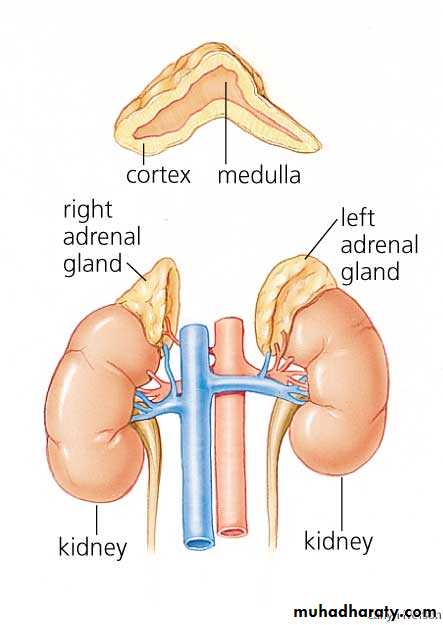 Endocrine histology