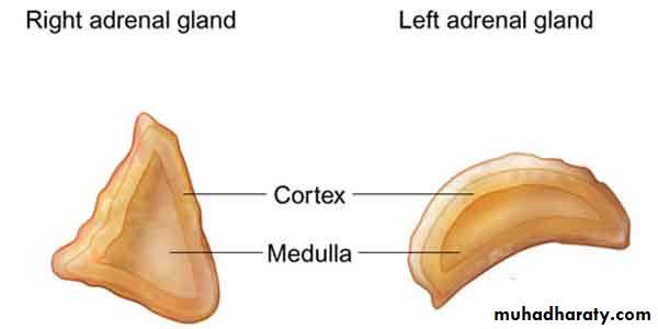 Endocrine histology
