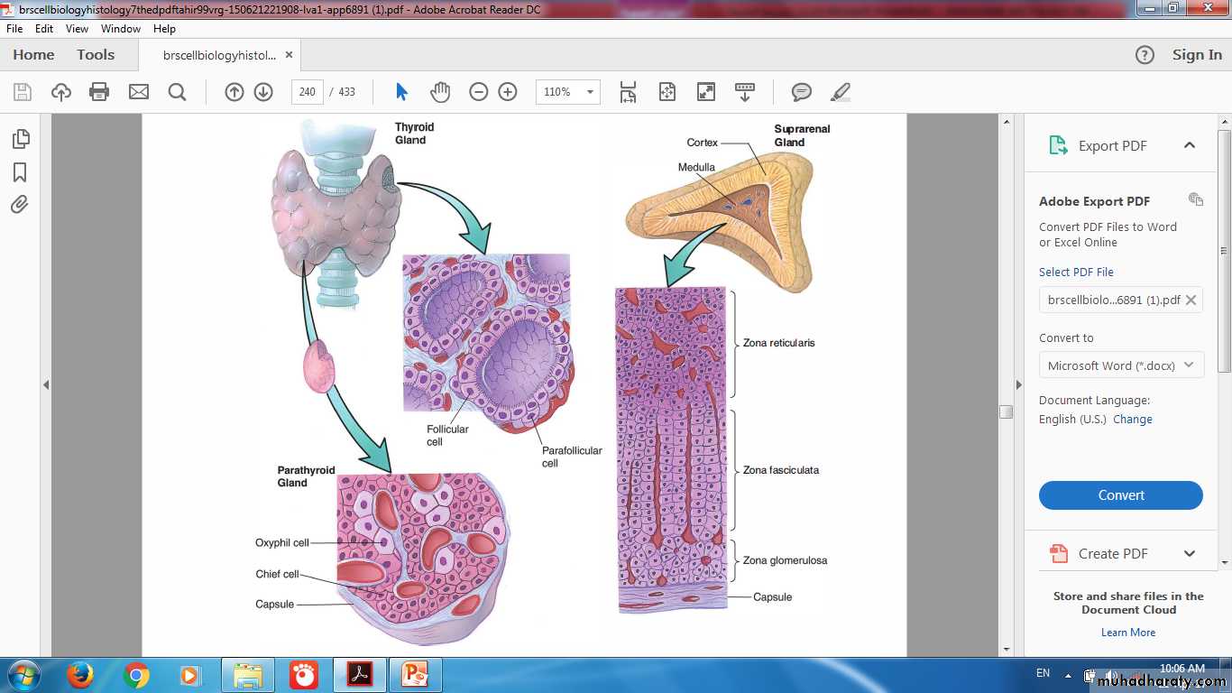 Endocrine histology