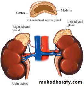 Endocrine histology