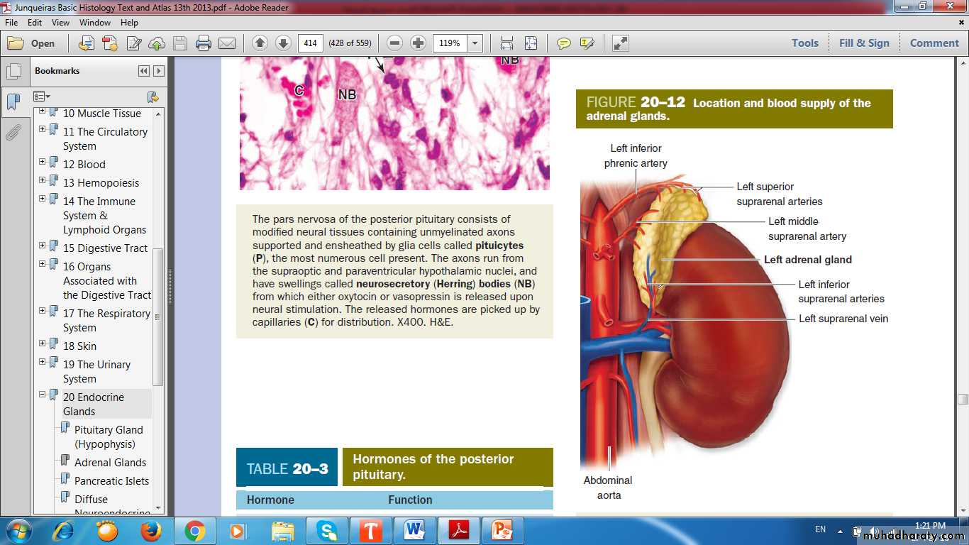 Endocrine histology