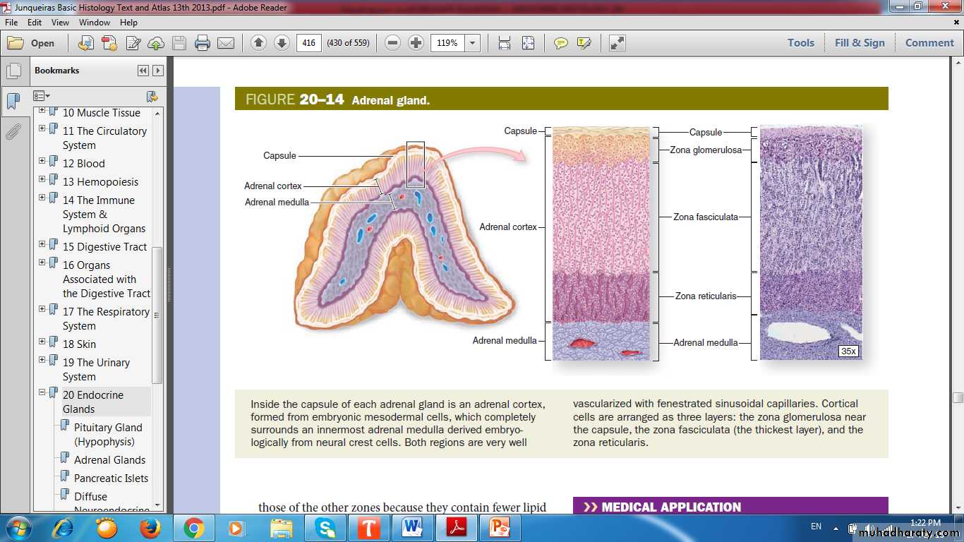 Endocrine histology