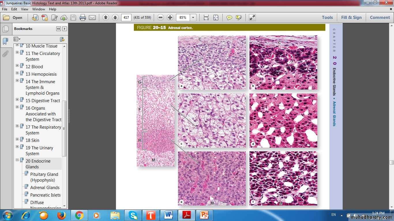 Endocrine histology