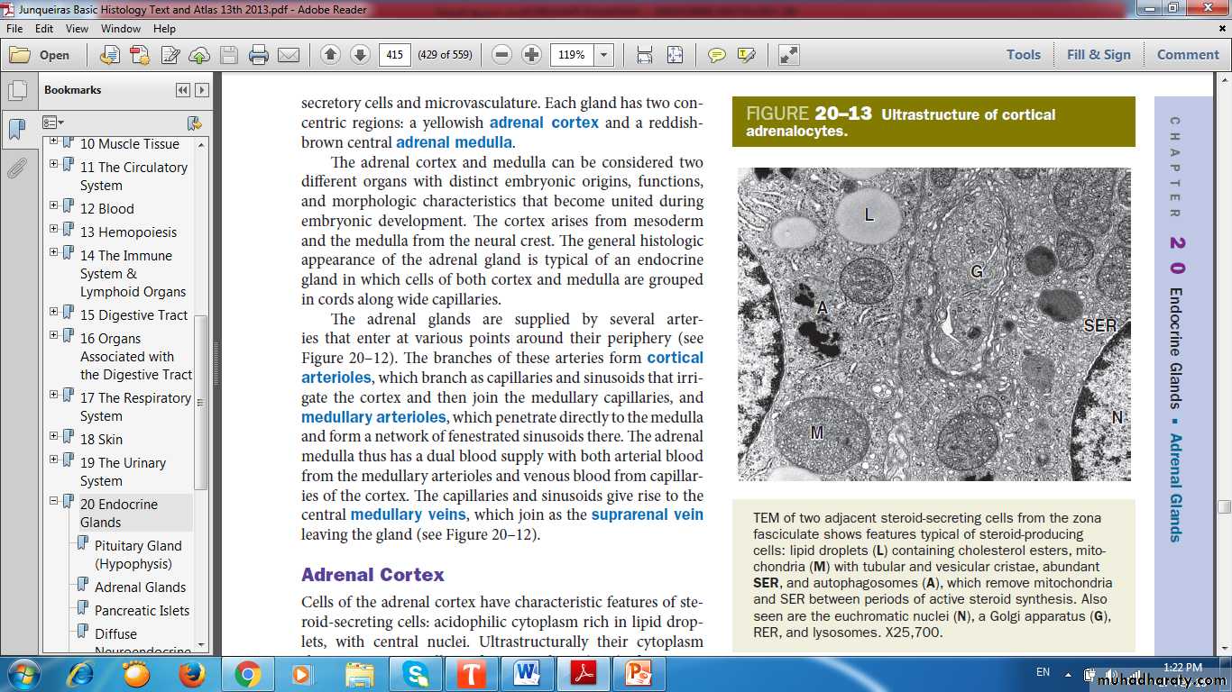 Endocrine histology