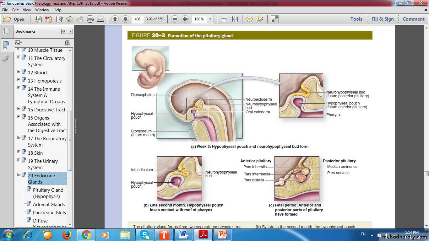 Endocrine histology