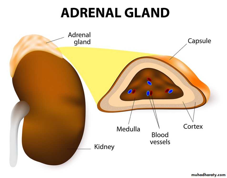 Endocrine histology