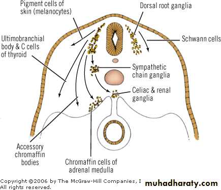 Endocrine histology