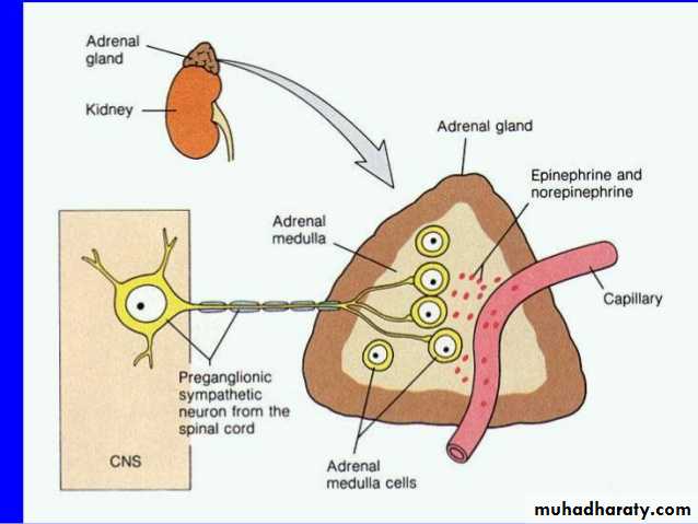 Endocrine histology
