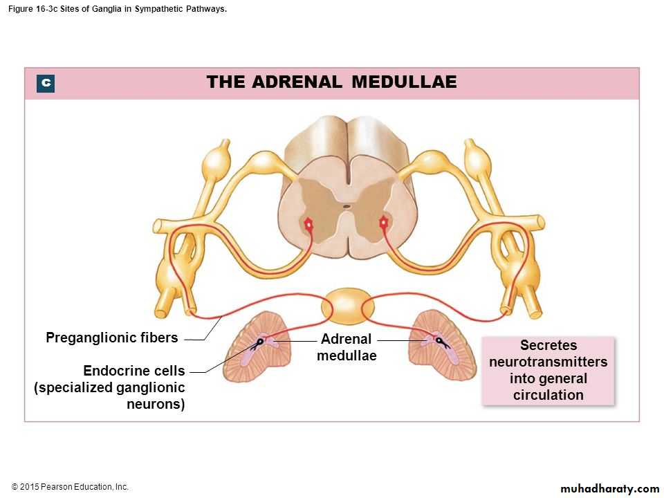Endocrine histology