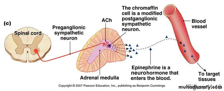 Endocrine histology
