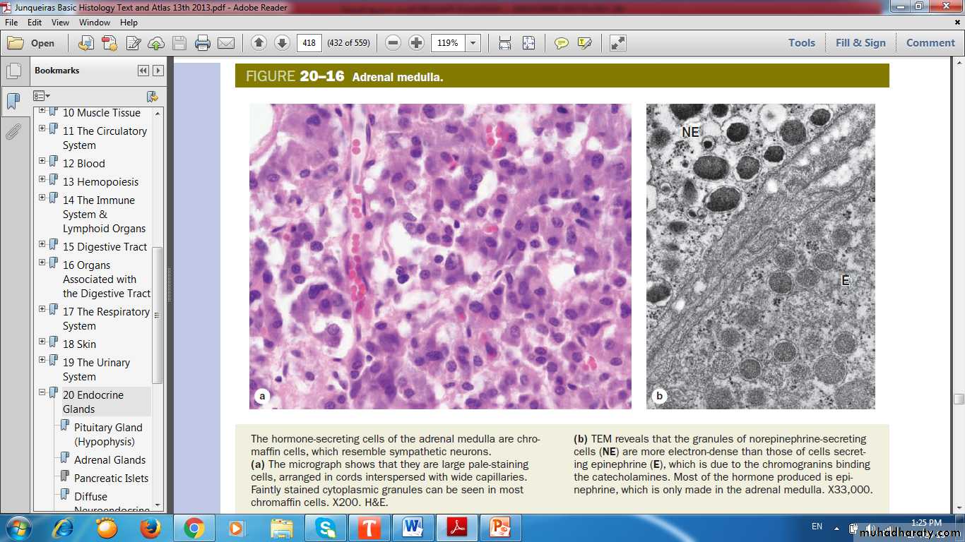 Endocrine histology