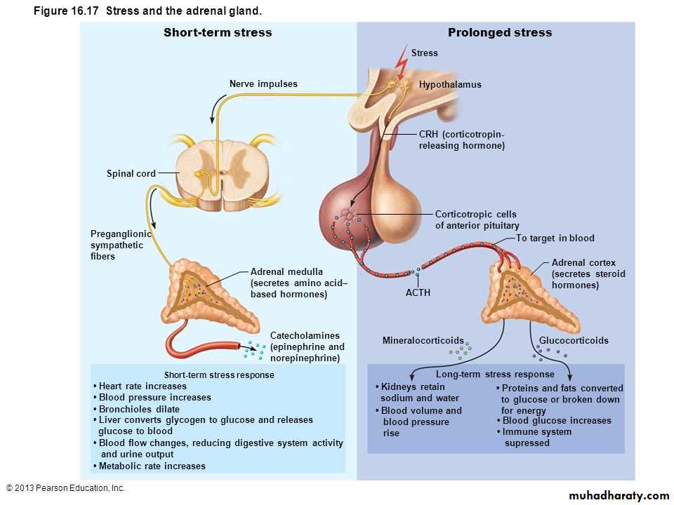 Endocrine histology